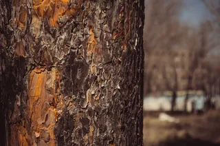 树，性质，树木，树皮，一棵树的树皮，天空，草