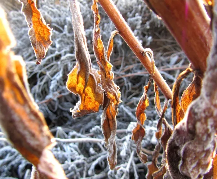 冬金，叶子，阳光，太阳，冬天，心情