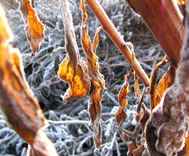 冬金，叶子，阳光，太阳，冬天，心情