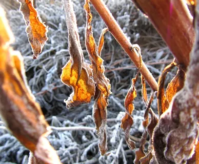 冬金，叶子，阳光，太阳，冬天，心情