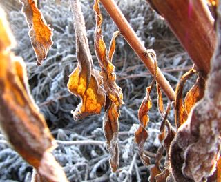 冬金，叶子，阳光，太阳，冬天，心情