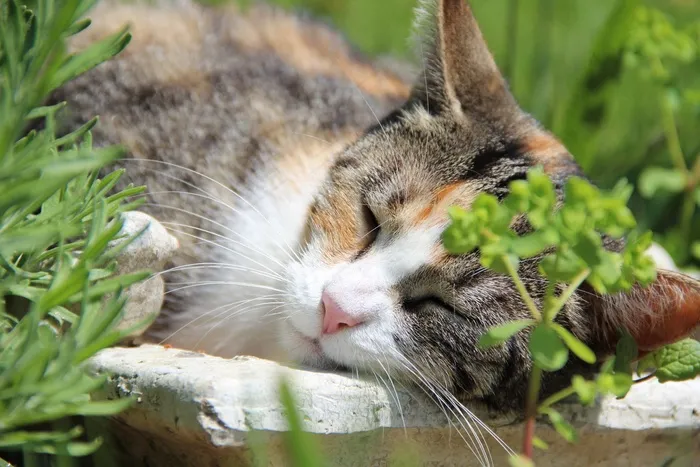 猫，睡眠，家猫，动物世界，动物，阿迪达斯