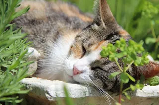 猫，睡眠，家猫，动物世界，动物，阿迪达斯