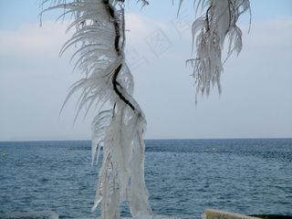 冬季，冰，冰柱，冰的形成，树木，审美