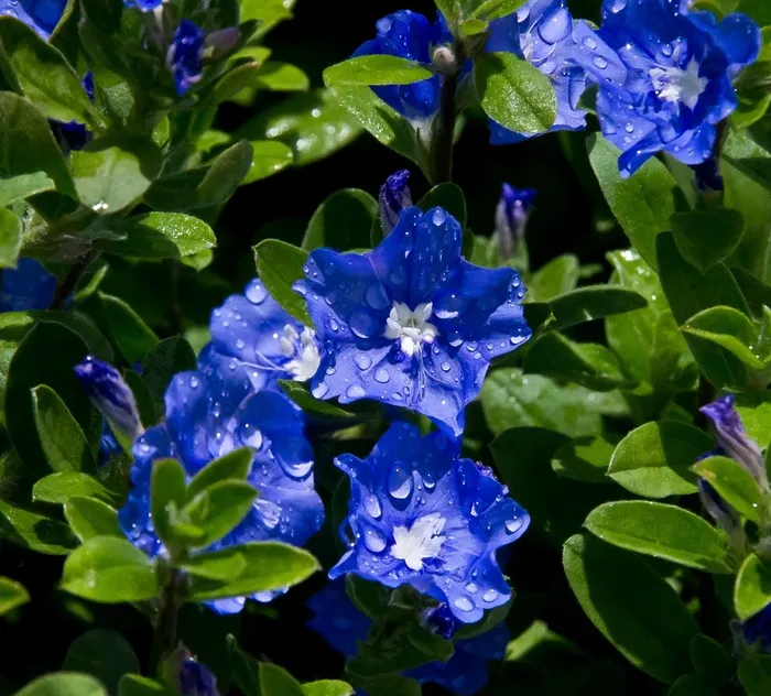 鲜花，盛开，蓝色，花园，雨滴，绿色