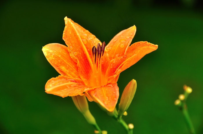 花，自然，植物，绿色，花园