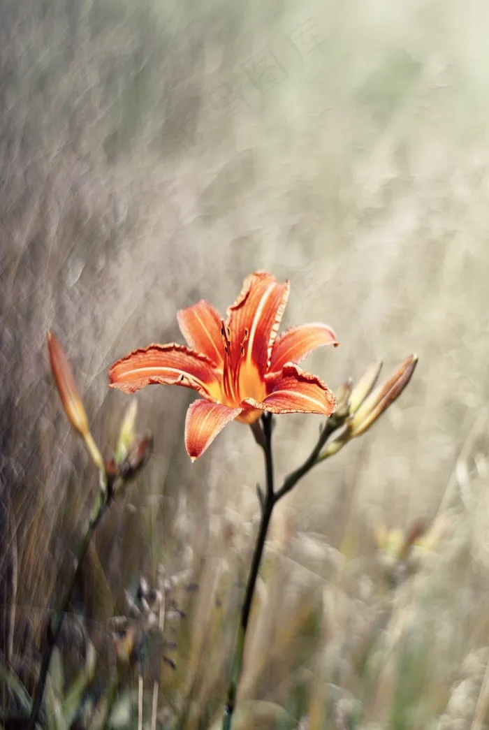 花，百合，性质，鲜花，百合，橙色，草地