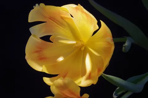 郁金香,开花,厂,花,黄色,宏 郁金香,开花,厂,花,黄色,宏