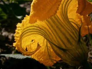 花，南瓜，蔬菜，自然