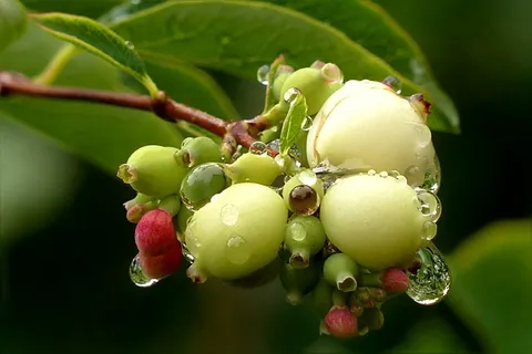 植物,雪莓果,雪果阿不思,雨滴 植物,雪莓果,雪果阿不思,雨滴