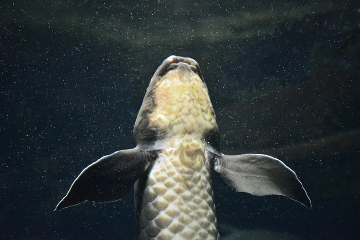 肺鱼，鱼，鳍，水族馆，澳大利亚，水