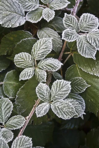 霜，秋季，叶子，黑莓，冻结，弗罗斯特