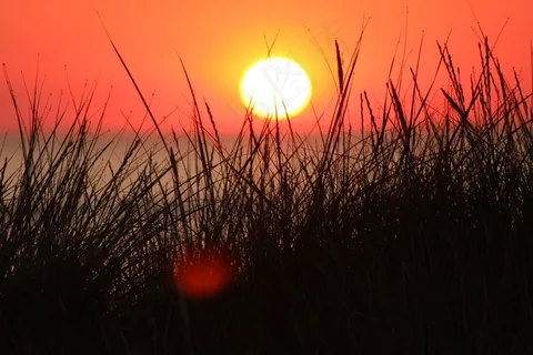 草，草，太阳，日落，北海，Abendstimmung