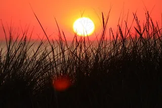 草，草，太阳，日落，北海，Abendstimmung