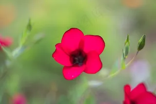 花，植物，自然，城市，铸造，环境