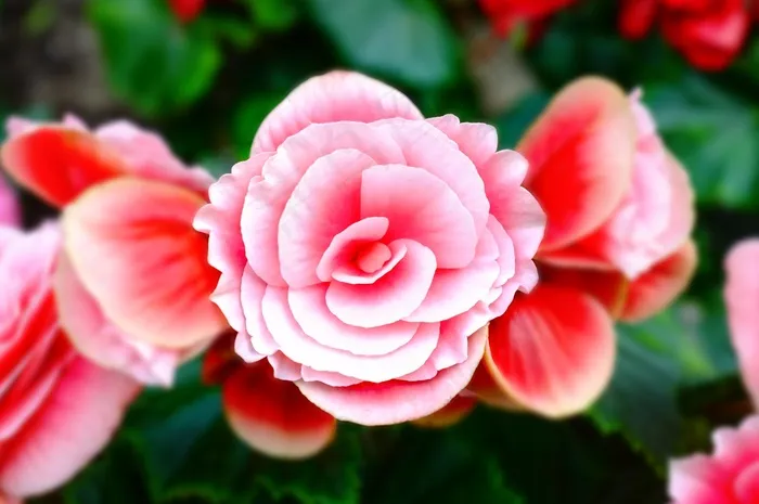 粉红色，花，自然，花的，花瓣，春天，开花
