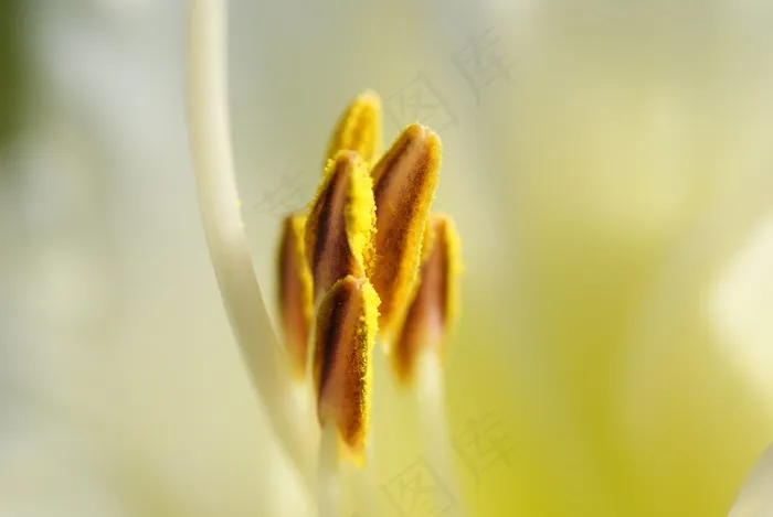 百合，灌木，性质，植物，雌蕊，花粉，Filligran