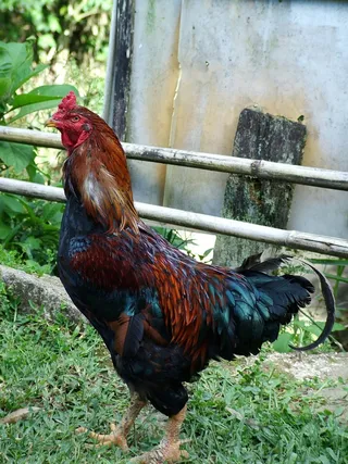 公鸡，农场，农村，家禽