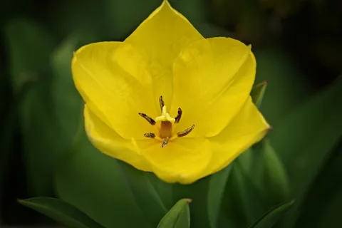 郁金香，花，春天的花朵，Schnittblume，开花