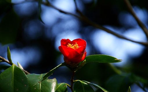 茶花，冬花，韩国，红色花朵
