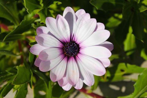 花,紫色,性质,开花,关闭 花,紫色,性质,开花,关闭