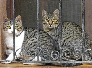 猫，光栅，看，窗口