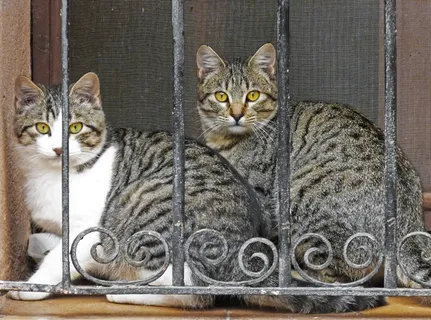 猫,光栅,看,窗口 猫,光栅,看,窗口