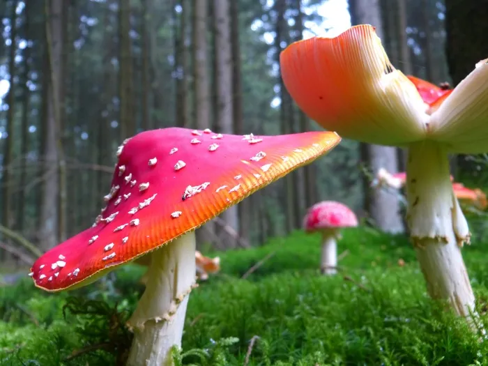 飞木耳，蘑菇，蘑菇
