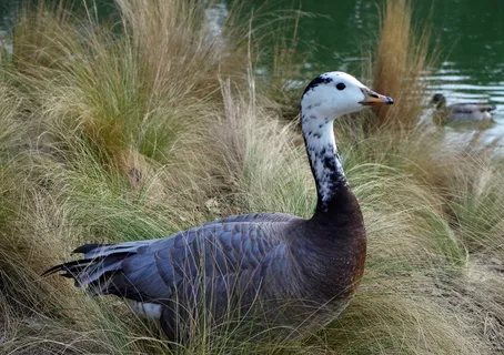 Anser印度，鸭，鸟，野生动物，自然，外面