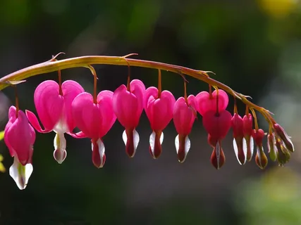 流血的心，心，粉红色，花，花园，爱情