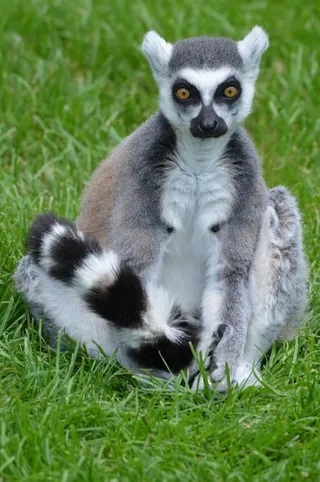 狐猴，狐猴，动物，哺乳动物，猴子，Maki，性质