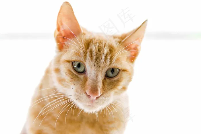 猫，宠物，猫的眼睛，动物