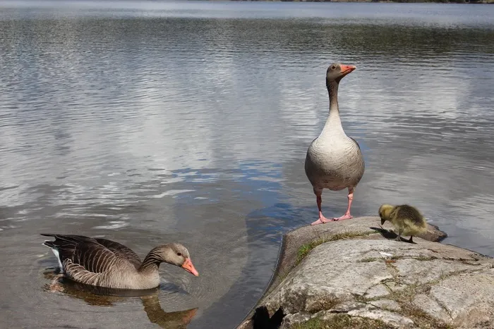 奥斯陆，Nordmarka，Sognsvann，Visitoslo，休息，浪漫