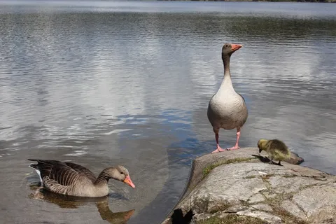 奥斯陆，Nordmarka，Sognsvann，Visitoslo，休息，浪漫
