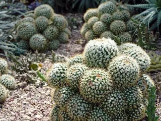 Mammillaria Geminispina，乳头仙人掌，毛，刺