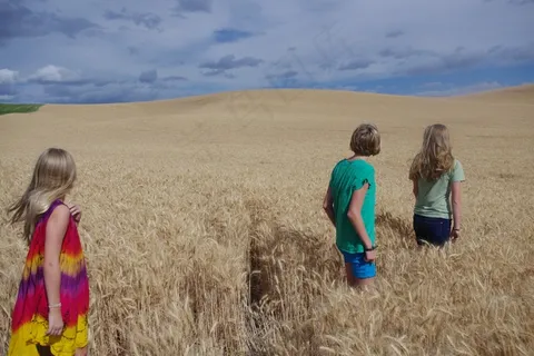 女孩，小麦，原野，金，景观，青少年