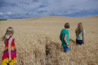 女孩，小麦，原野，金，景观，青少年