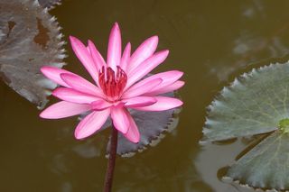 百合，睡莲，睡莲，花，性质，水