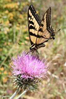 燕尾,蝴蝶,紫色的小花,蓟,充满活力 燕尾,蝴蝶,紫色的小花,蓟,充满活力