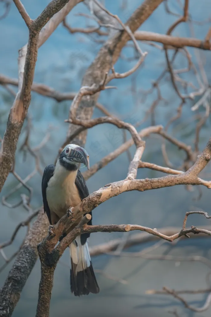 鸟，动物园，动物，动物世界，野生动物摄影