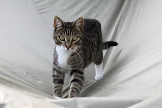 猫，猫的脸，头，猫的眼睛，动物，好奇