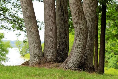 树木，格罗夫，群集，森林，湖，湖岸