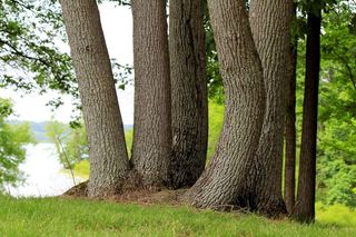 树木，格罗夫，群集，森林，湖，湖岸