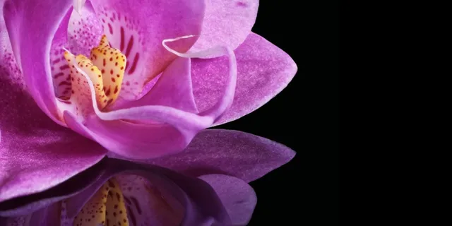 兰花，开花，花，厂，宏，关闭