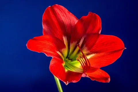 开花,花,红色 开花,花,红色
