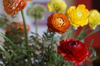 花束，多彩，Ranunkeln，鲜花，颜色，植物群