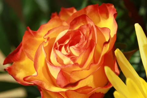 玫瑰,开花,花,红色,黄色,关闭 玫瑰,开花,花,红色,黄色,关闭