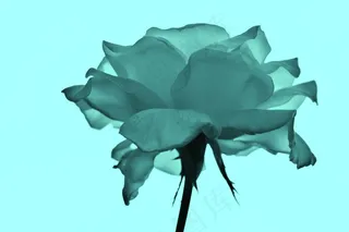 罗莎，花，性质，植物，春