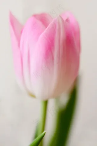 嫩，郁金香，粉红色，宏，鲜花，开花，盛开