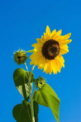 花，向日葵，天空，蓝色，黄色，绿色，植物